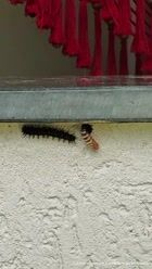 The video speed has not been changed.